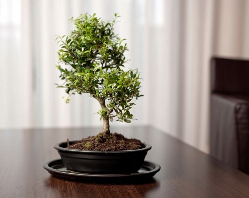 doniczka-bonsai-grafitowa-z-podstawka-40x301