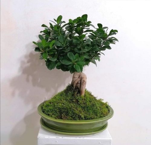 doniczka_bonsai_zielona_020